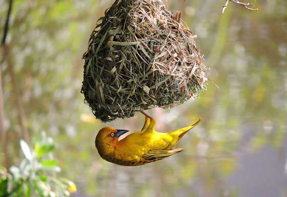 Weaver (c) Martha Anderson